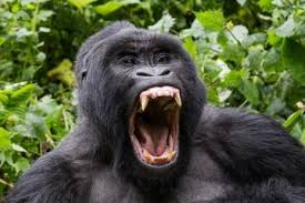 Diálogo entre o instinto e a inteligência (Vídeo)