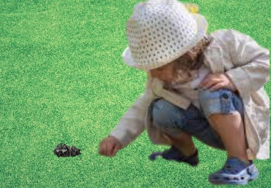 Educar para a contemplação